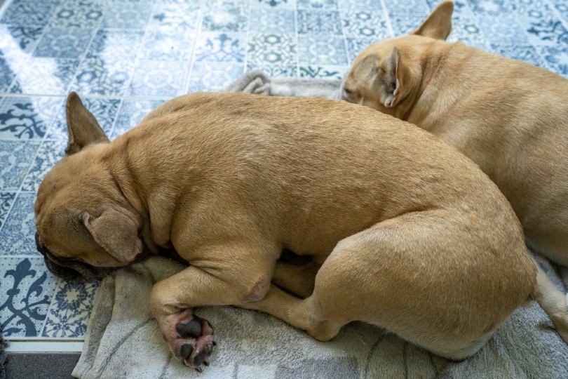 french bulldog with skin bumps lying on the floor