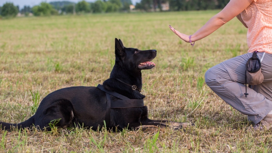 german shepherd training