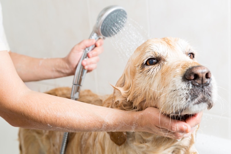 golden retriever dog having a bath