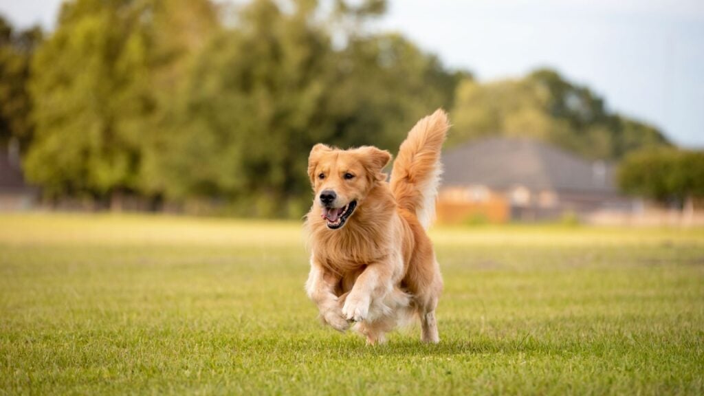 golden retriever running