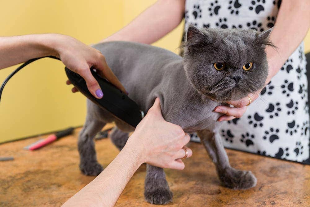 How To Shave A Cat In 12 Easy Steps With Tool List Tips Hepper Pet 