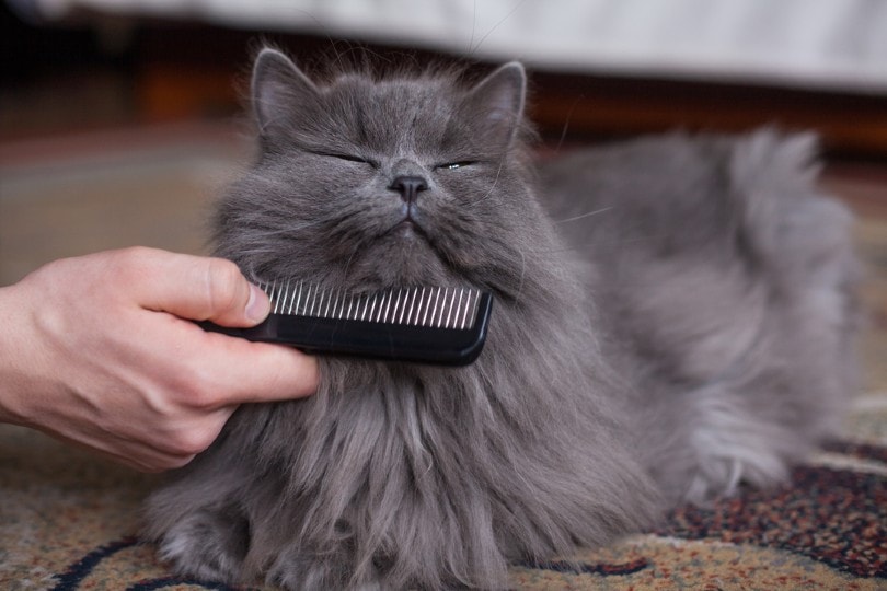 grooming of a siberian cat