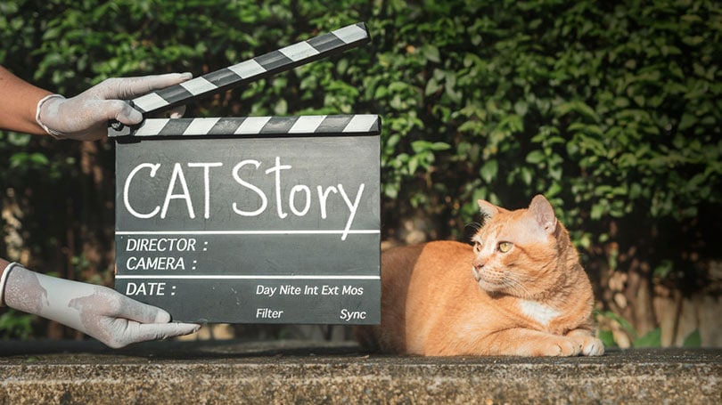 hand holding a movie clapper board in front of a cat