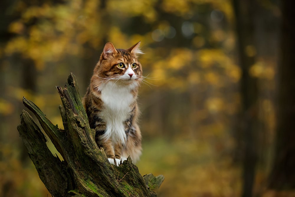 Kuril bobtail russian cat walking outdoor in the forest