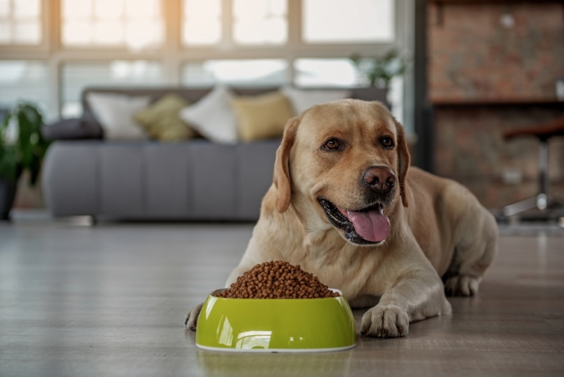 labrador dog eating