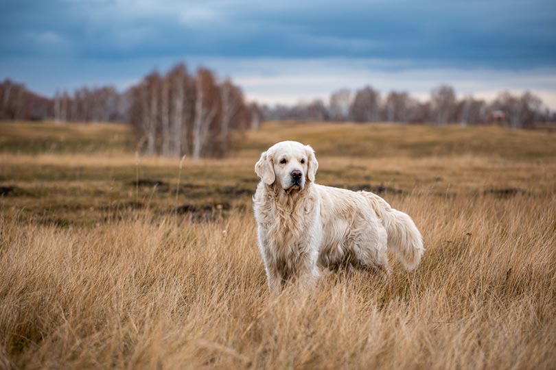 Long-haired Labrador: Info, Pictures, Traits & Facts | Hepper