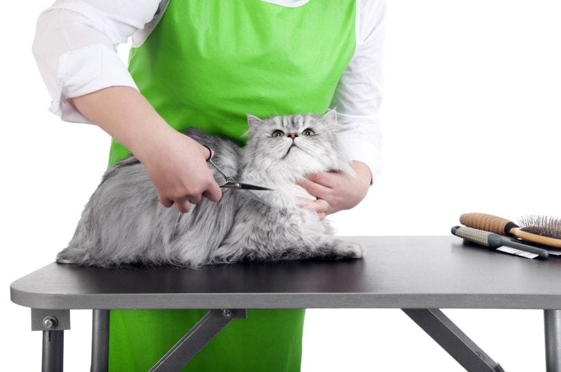 man grooming grey persian cat