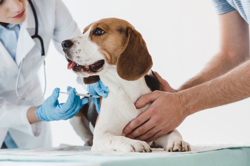 man holding beagle while veterinarian doing injection by syringe