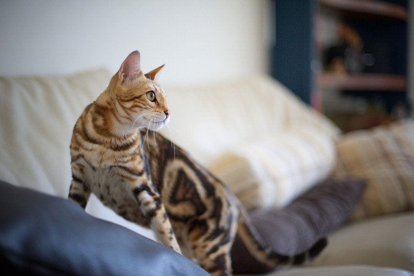 marble bengal cat