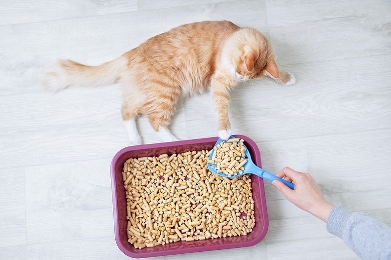 chủ dọn khay vệ sinh cho mèo