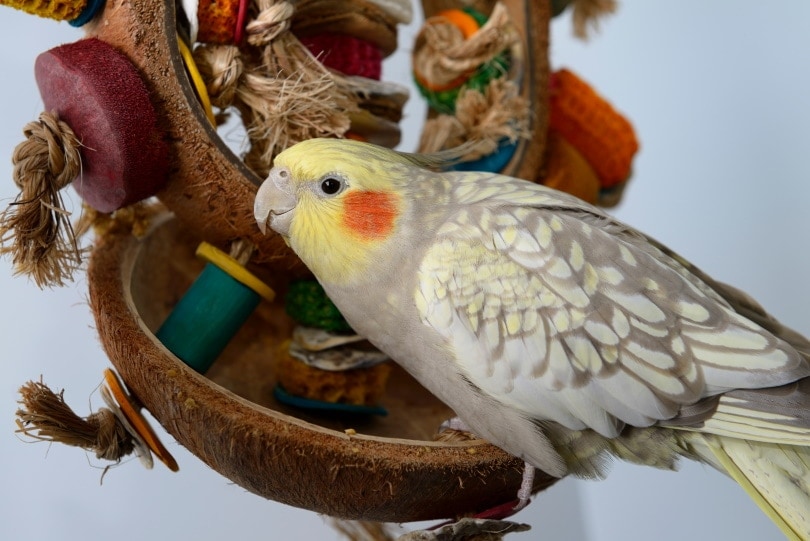 pearl cockatiel