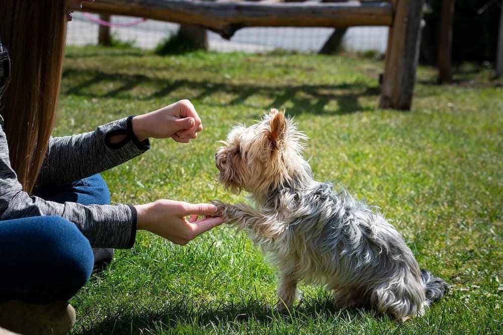 person training a small dog