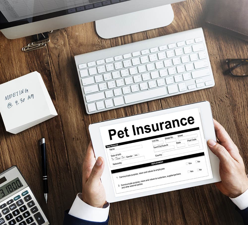 Pet Insurance for in the tablet