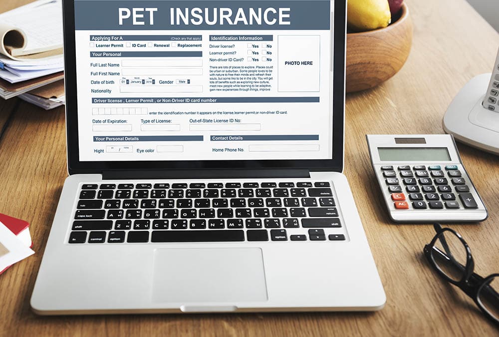 Pet Insurance Form Animal on the laptop screen