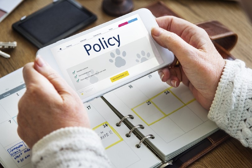 When Should I Get Pet Insurance? 3 pet insurance policy