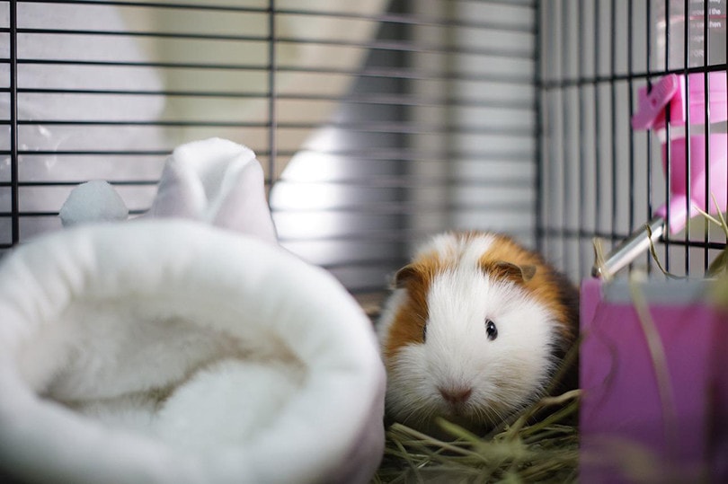 pet-proofing kits
