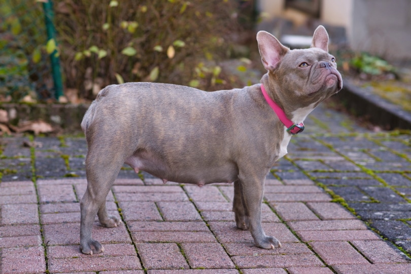 pregnant french bulldog