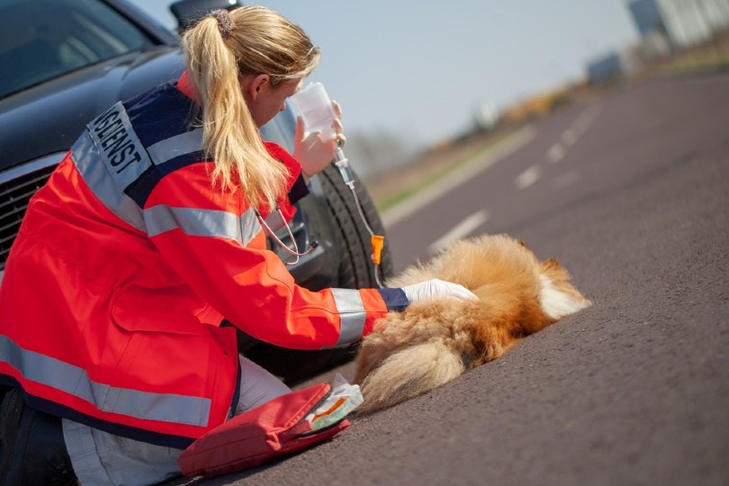 rescue team helping an injured dog in a car accident