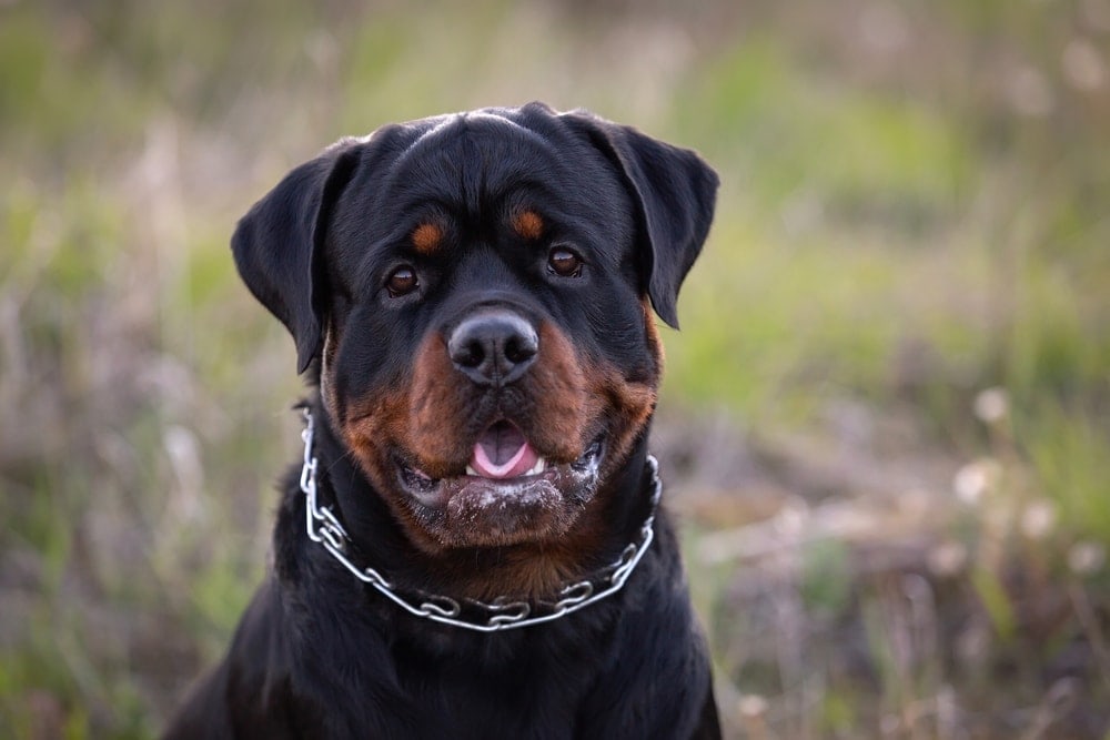 rottweiler-dog-looking-at-the-camera_edoma_shutterstock