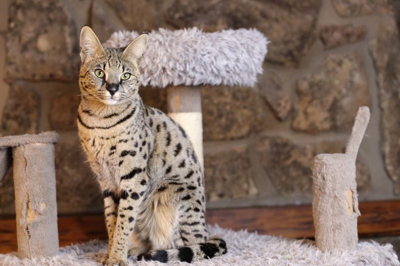 How to Train a Savannah Cat — 6 Simple Steps | Hepper