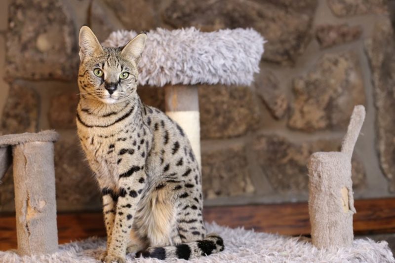 Savannah-Katze sitzt auf Kratzbaum