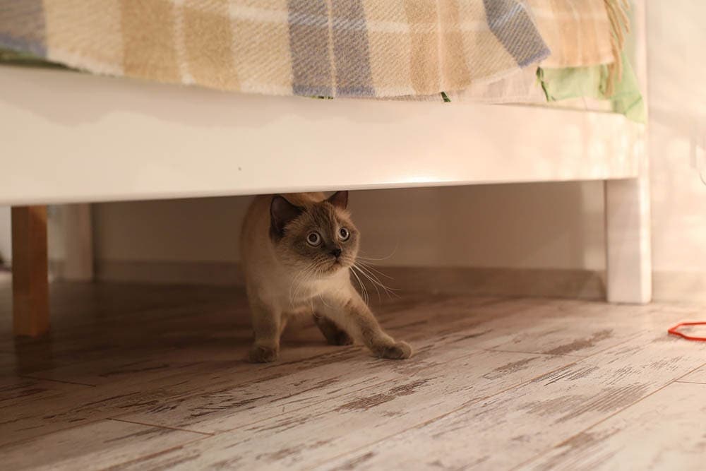 Con mèo đốm xanh của Anh sợ hãi trốn dưới gầm giường