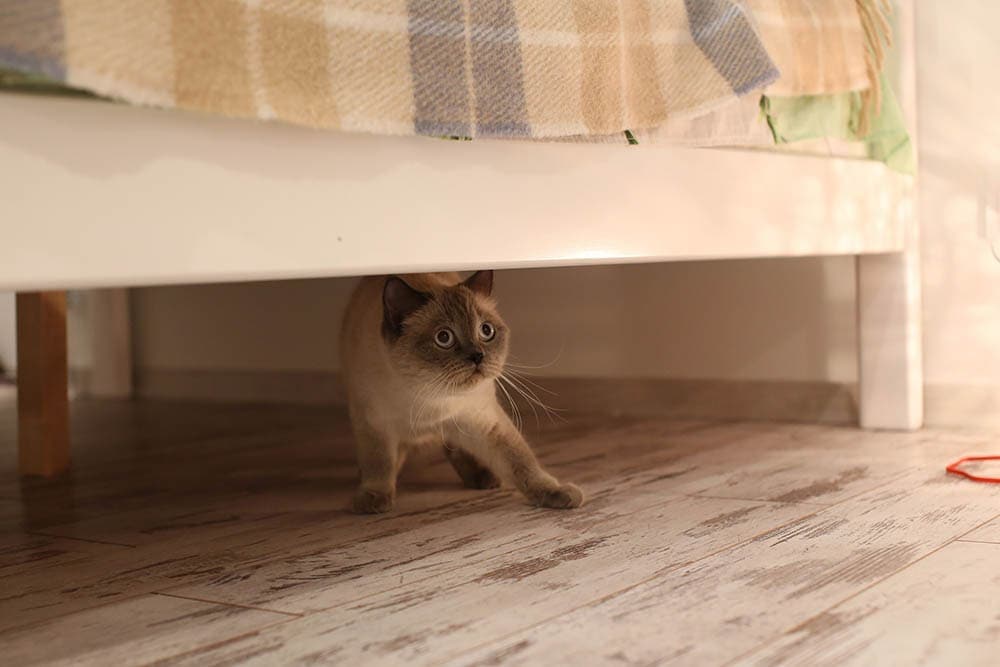 A scaredy-cat - Idioms by The Free Dictionary