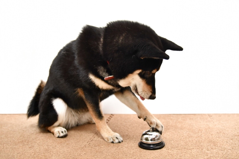 shiba inu dog playing bell