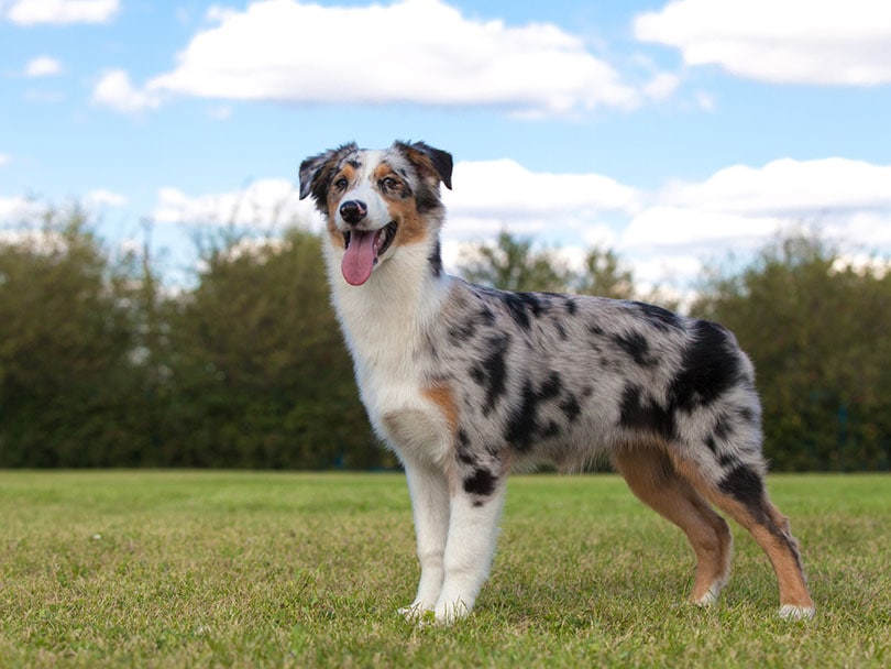 are all australian shepherds fluffy