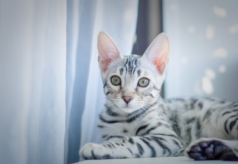 silver bengal cat lying