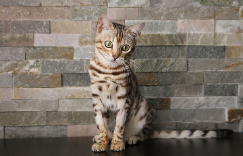 silver bengal kitten sitting