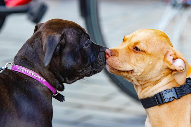 two puppies at the park