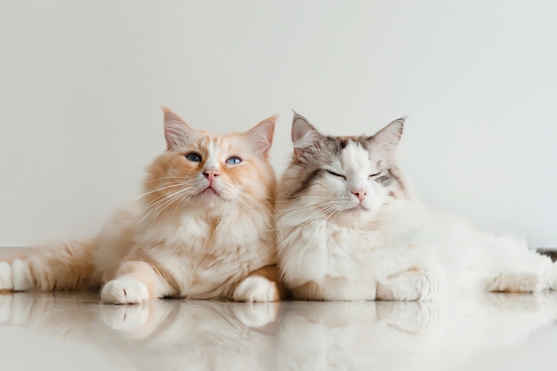 hai con mèo ragdoll nằm trên sàn nhà