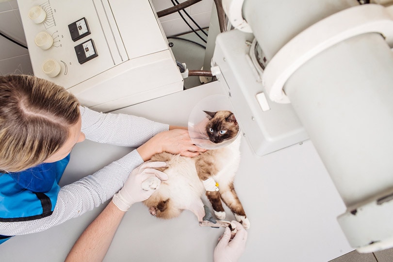 bác sĩ thú y kiểm tra mèo trong phòng chụp x-quang