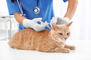 veterinarian giving injection to a cat