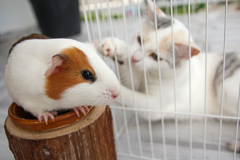 white cat in cage playing with mouse_Di Studio_Shutterstock