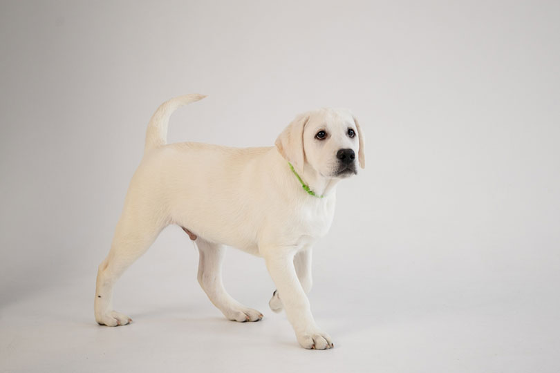 white labrador retriever