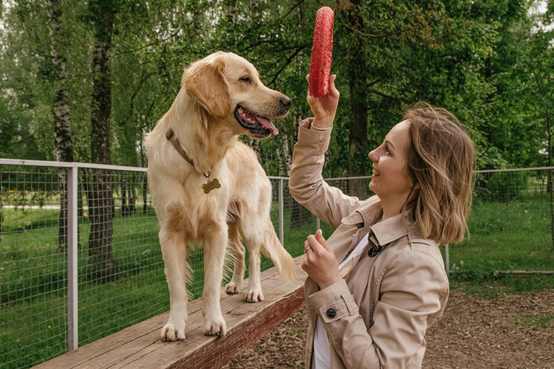 woman gives a toy to her golden retriever dog