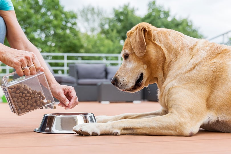 woman gives her labrador retriever dog food in a feeding bowl