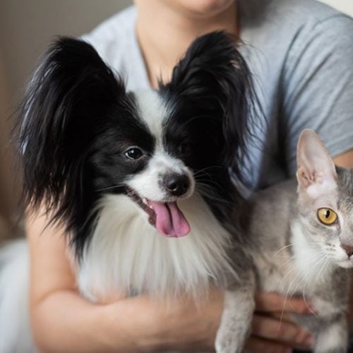 What Is the Cost to Microchip a Cat or Dog in Canada? (2024 Price Guide