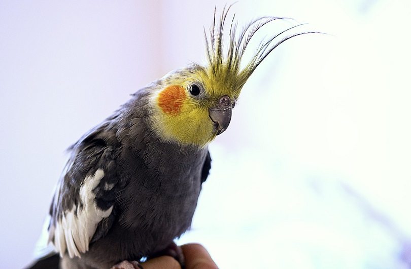 Yellowface cockatiel