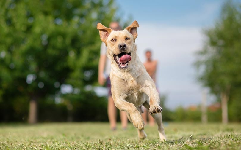 young labrador retriever dog running outdoor