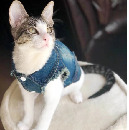denim cat jacket