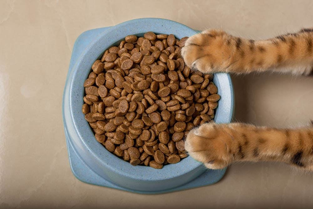 A bowl of delicious dry cat food in cat paws