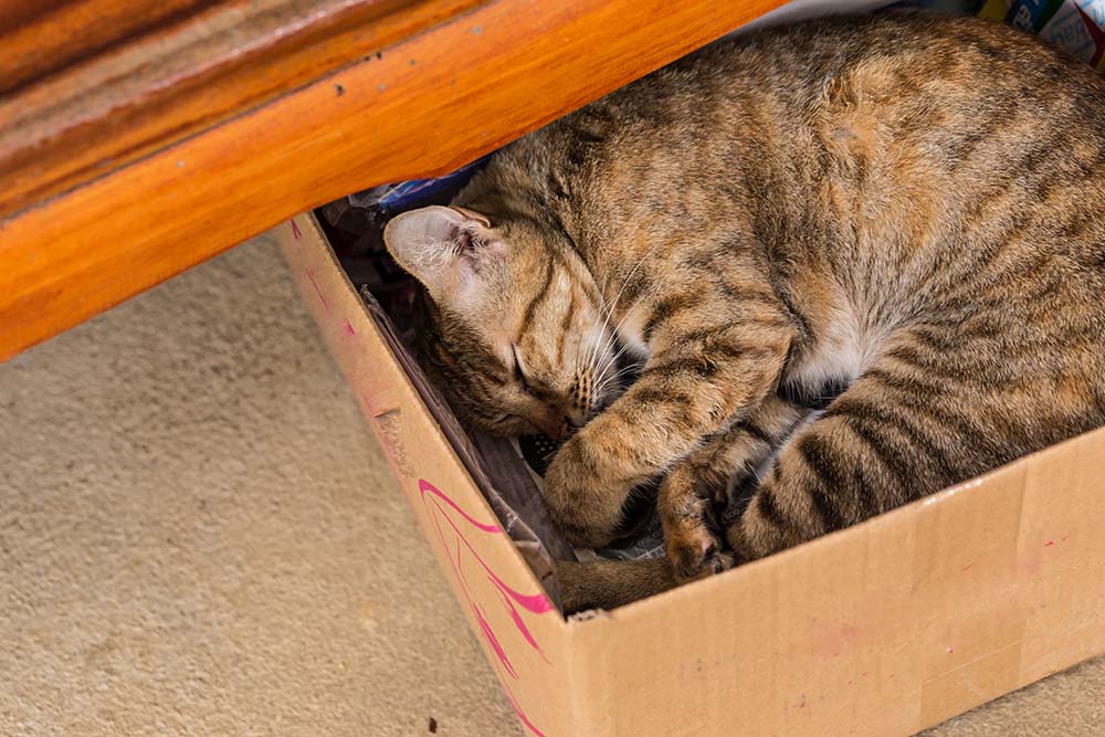 Một con mèo gừng ngủ trong hộp giấy, tập trung chọn lọc
