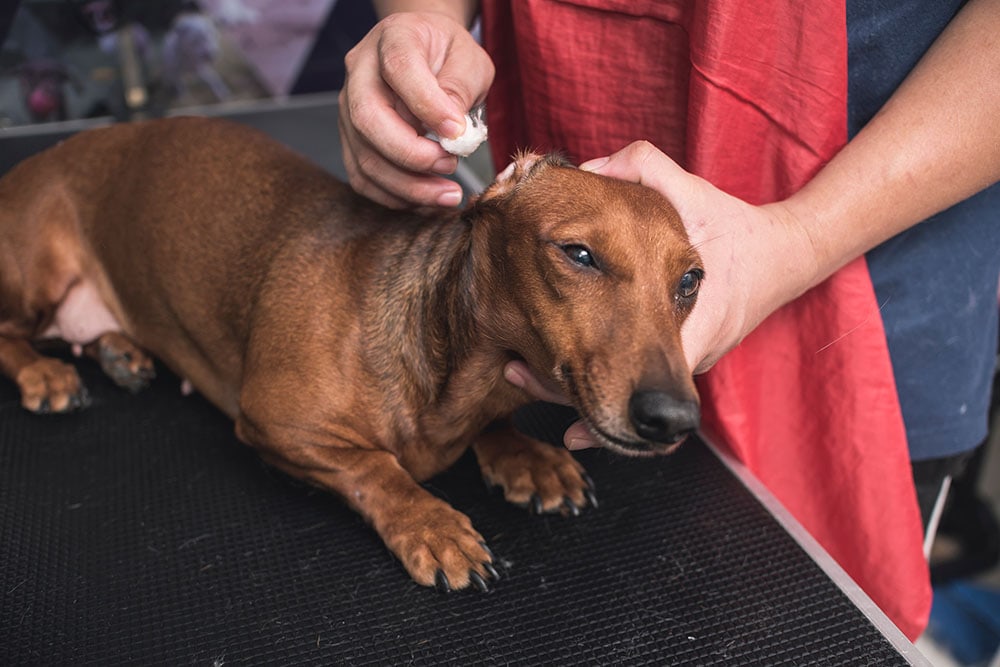 A pet groomer gently cleans a brown dachshund's ears with cotton balls