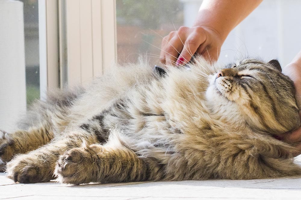 Adorable long haired cat in brushing time, siberian male