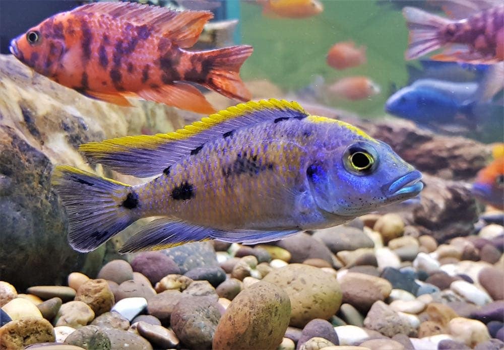 African cichlid in fish tank with rocks