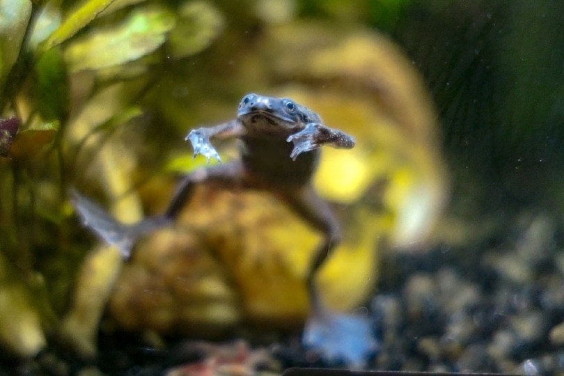 African dwarf frog hopping