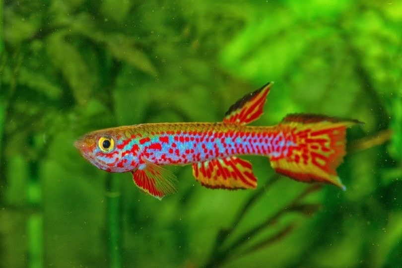Killifish care deals